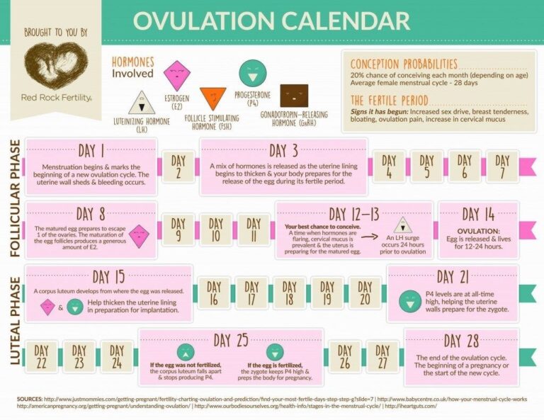 Best Time to Conceive After Ovulation 3 Best Time to Conceive After Ovulation